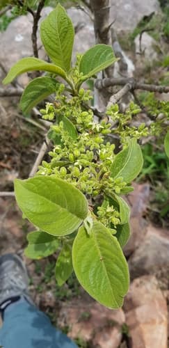 Wild Medlar Bonsai