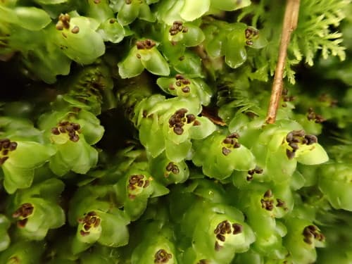 Grove Earwort