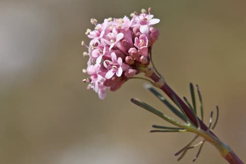 Tuberous Valerian