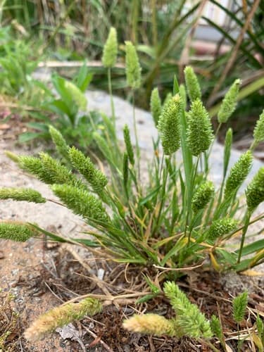 Mediterranean Hair-grass