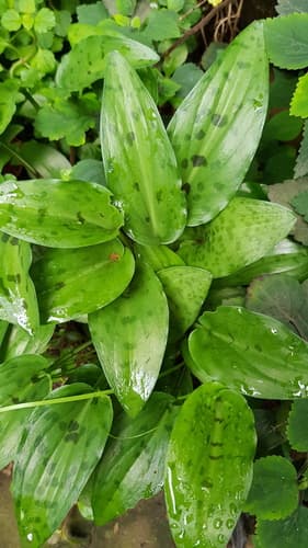 Little white soldiers