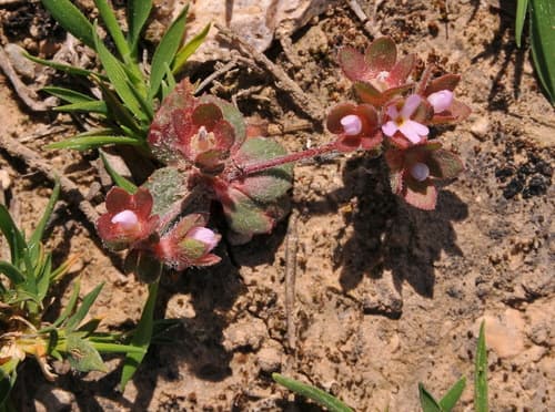 Greater Rock-jasmine Bonsai