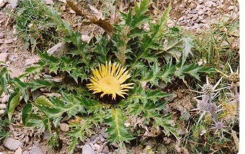 Acanthus-leaved Carline-thistle