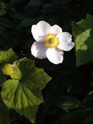 Shimpaku Juniper Informal Upright Bonsai