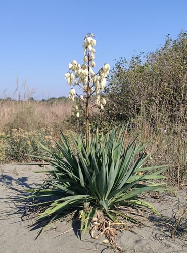 Moundlily Yucca