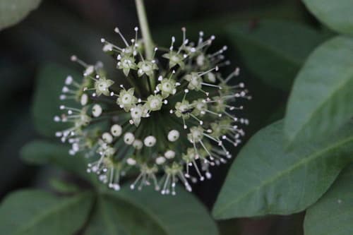 Three-leaved Eleutherococcus Flower