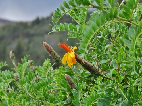 Chinchircuma Plant (Not a Bonsai Specimen)