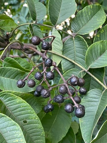 Amur Corktree Bonsai