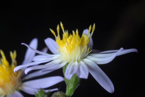 wavy-leaf aster