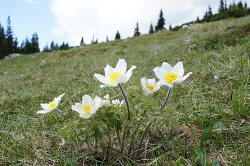 Alpine Pasqueflower Bonsai