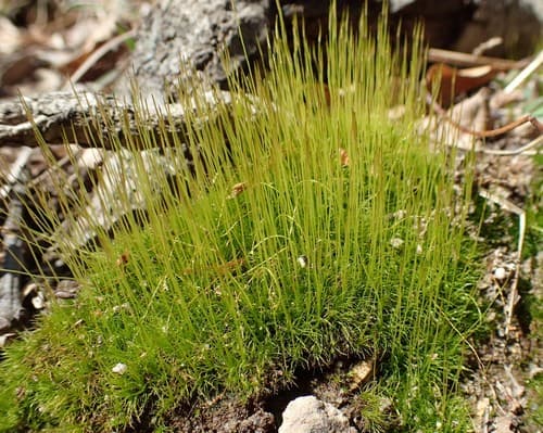 Pale Cow-hair Moss