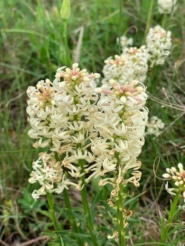 Creamy Candles Bonsai (Hypothetical)