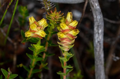 Noughts-and-Crosses Plant