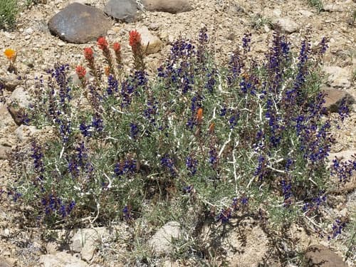 Mojave Indigobush