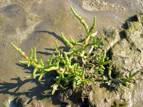 Common Glasswort Bonsai (Hypothetical)