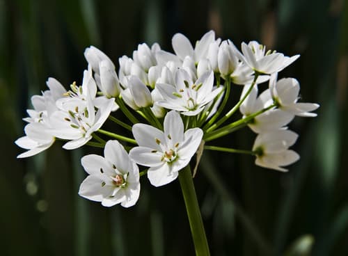 Naples Garlic Bonsai