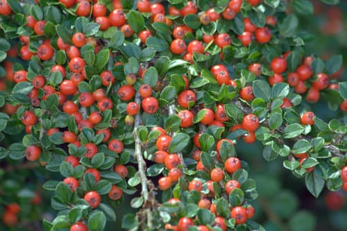 Wall Cotoneaster Bonsai