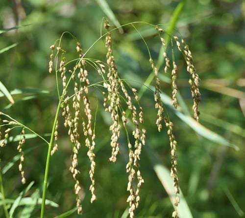 Rattlesnake Mannagrass Bonsai
