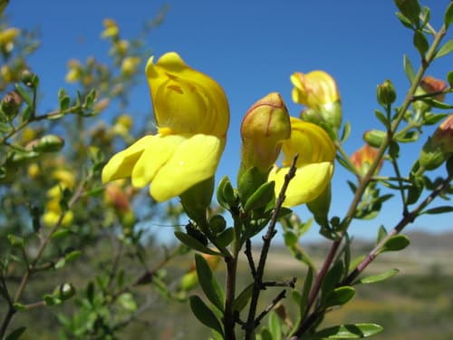 Chaparral Beardtongue Bonsai
