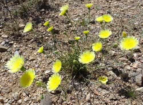 Desert Dandelion
