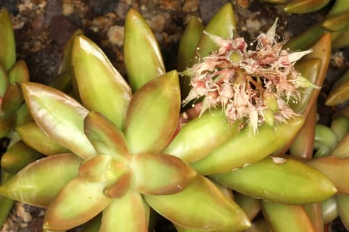 Coppertone Stonecrop