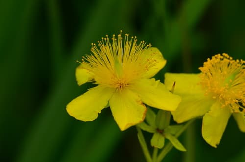 Kalm's St. John's-wort Bonsai