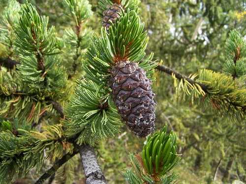 Rocky Mountain Bristlecone Pine Bonsai