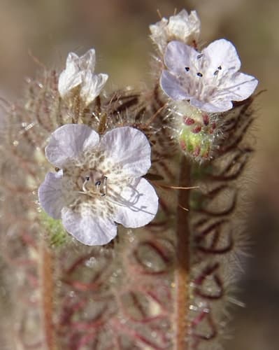 Caterpillar Scorpionweed