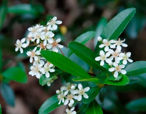 Himalayan Firethorn Bonsai