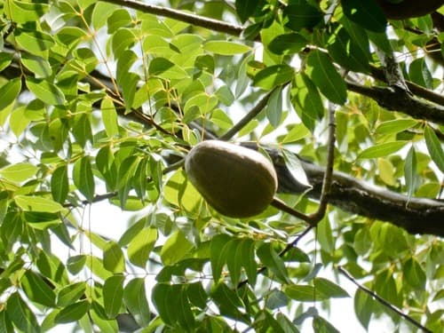 West Indian Mahogany Bonsai