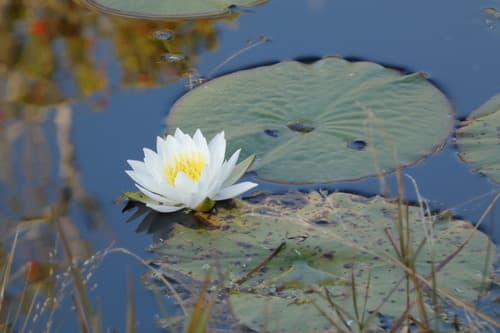 European White Waterlily