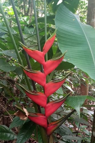 Lobster Claw Heliconia