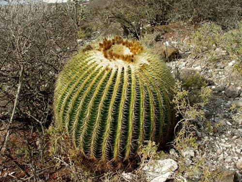 Golden Barrel Cactus