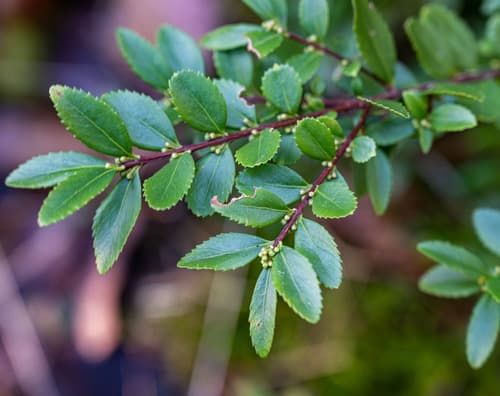 Oregon Boxwood Bonsai