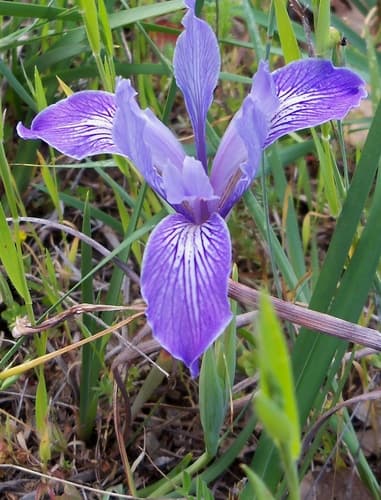Bowltube Iris