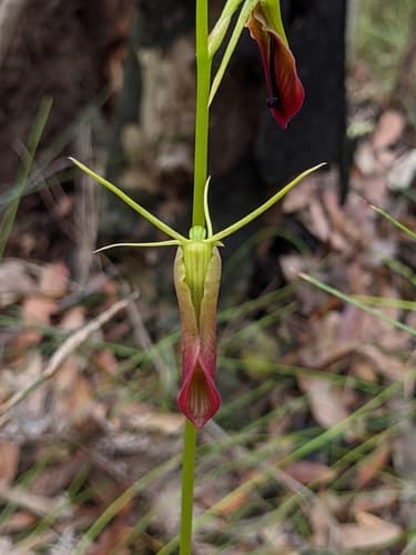 Large Tongue Orchid