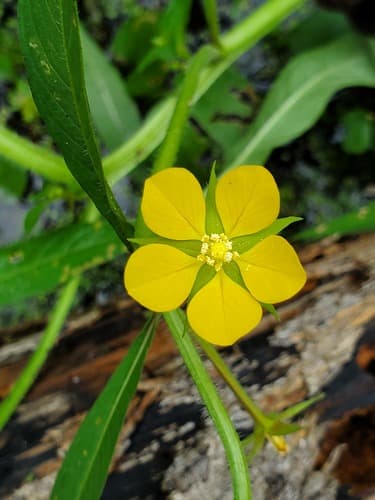 Angle-stem Primrose-willow