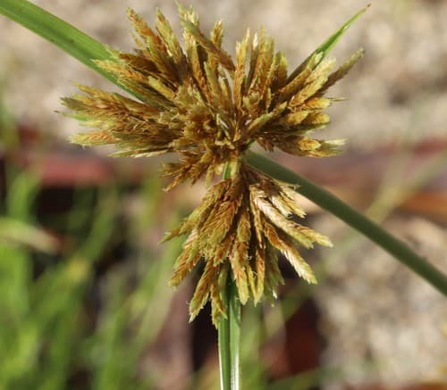 Bunchy flat-sedge