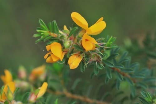 Hairy Bush-pea