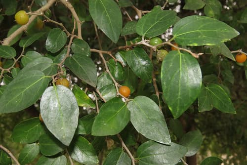 Desert Hackberry Bonsai