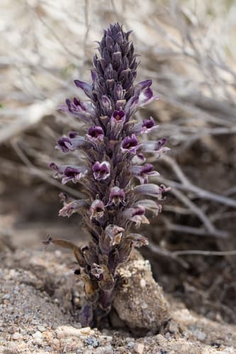 Desert Broomrape