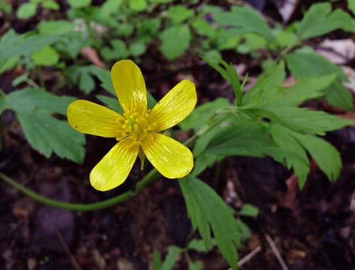 Swamp Buttercup