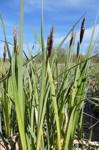 Greater Pond-sedge Bonsai