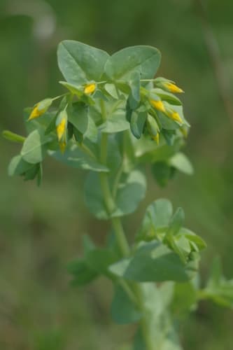 Lesser Honeywort
