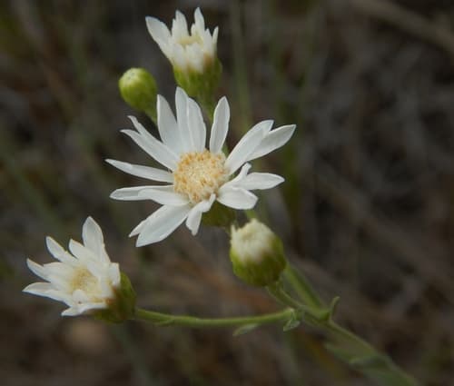white flat-topped goldenrod