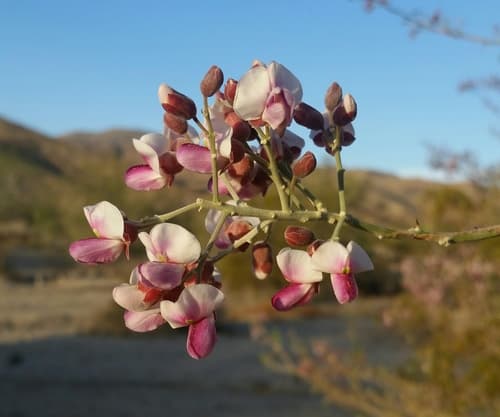 Desert Ironwood