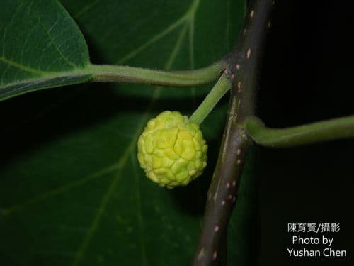 Cockspur Thorn Bonsai