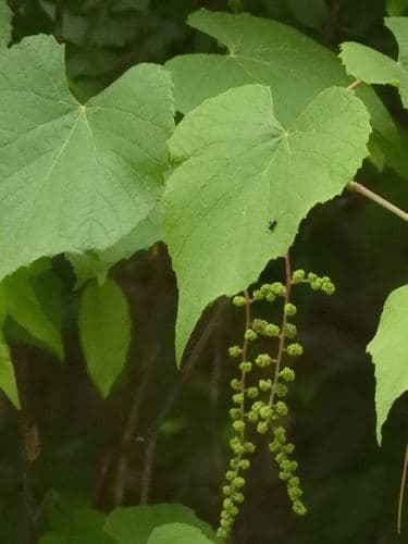 Graybark Grape