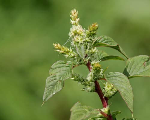 Spiny Amaranth