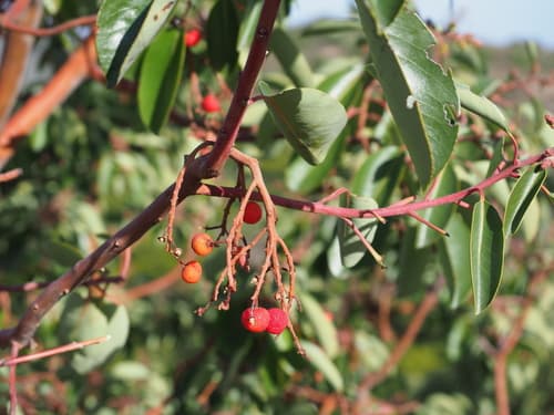 Greek strawberry-tree Bonsai